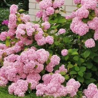 Šviesioji hortenzija ‘PINK ANNABELLE'