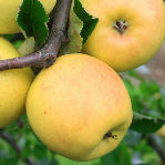 Obelis Ananasinis