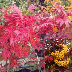Šermukšniai "Autumn spire" (25-40Eur)
