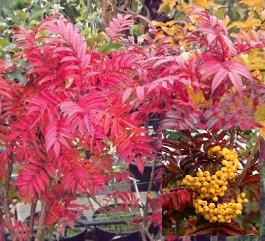 Šermukšniai "Autumn spire" (25-40Eur)