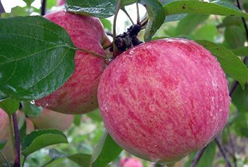 Obelis Avietinis