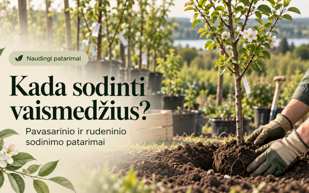 Kada sodinti vaismedžius – pavasarį ar rudenį?
