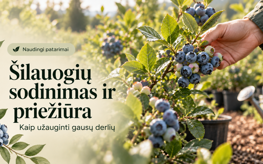 Šilauogių sodinimas ir priežiūra: ką svarbu žinoti?