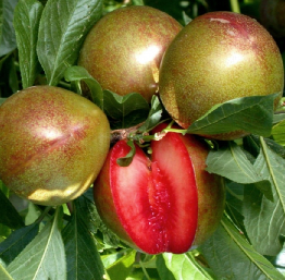 Slyvos – Abrikoso hibridas ‘Flavor Supreme’ (IŠPARDUOTA)