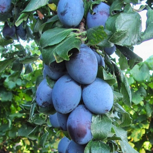 Koloninė slyva "Fruca"