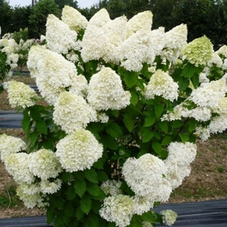 Šluotelinė hortenzija ‘LIMELIGHT' (15-30 Eur)
