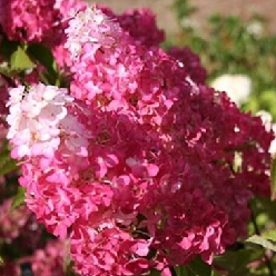 Šluotelinė hortenzija  'FRAISE MELBA' (15-25 Eur)