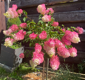 Šluotelinė hortenzija 'FRAISE MELBA' (15-25 Eur) - Image 3