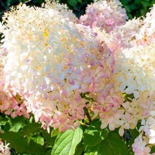 Šluotelinė hortenzija ‘PHANTOM'