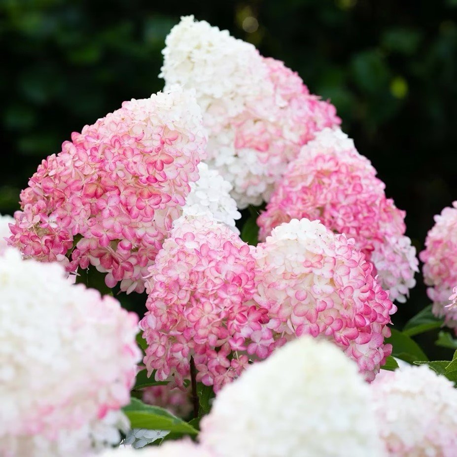 Šluotelinė hortenzija ‘LIVING PINK & ROSE'
