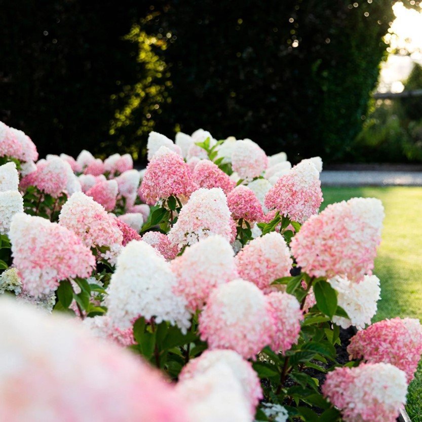 Šluotelinė hortenzija ‘LIVING PINK & ROSE' - Image 2