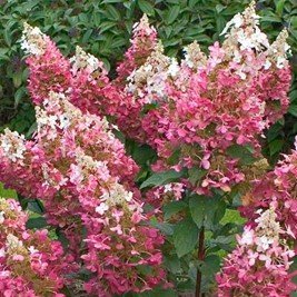 Šluotelinė hortenzija ‘PINKY WINKY'