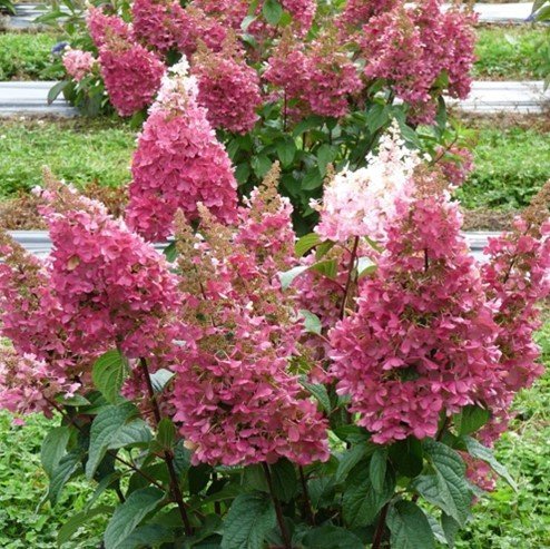 Šluotelinė hortenzija ‘PINKY WINKY' - Image 2