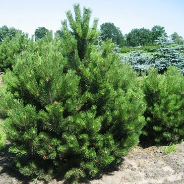 Juodoji pušis (10-250 Eur)