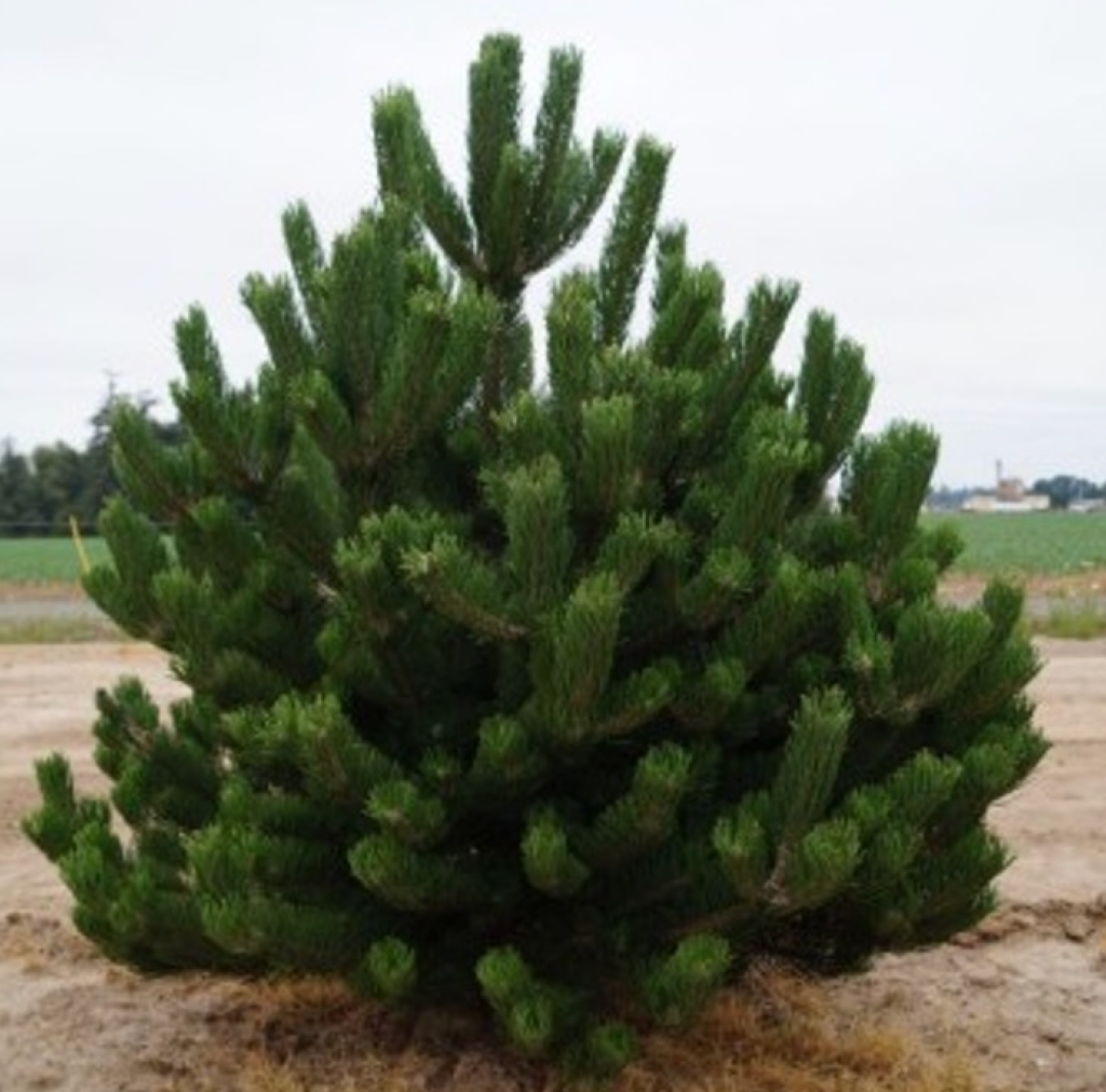 Juodoji pušis 'OREGON GREEN' (45-70Eur)