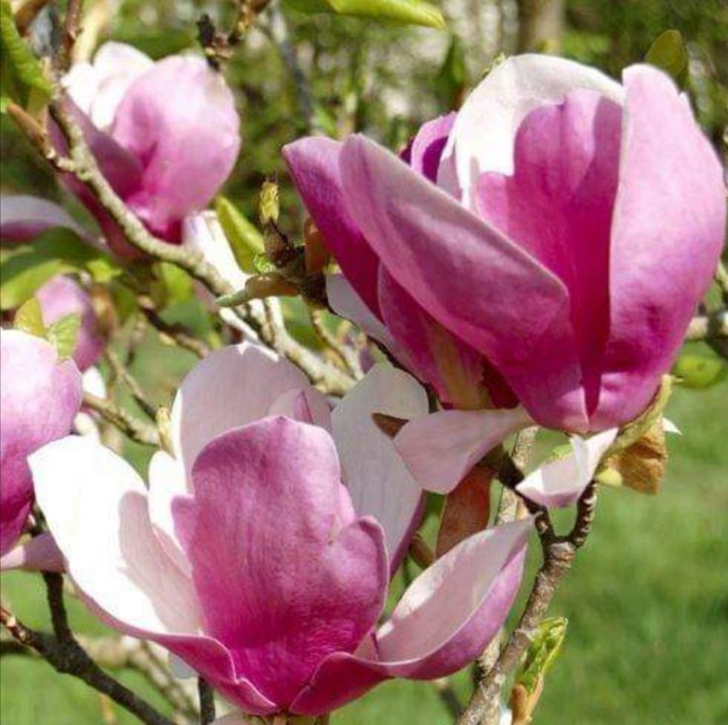 Magnolija 'SUSAN' (25-65 Eur)