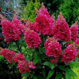 Šluotelinė hortenzija 'WIM'S RED'