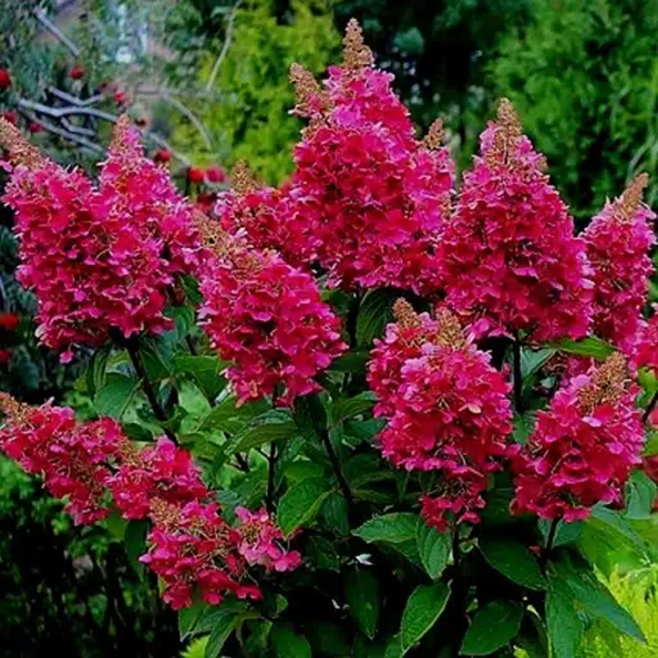 Šluotelinė hortenzija 'WIM'S RED'