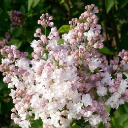 Skiepyta alyva 'Krasavica Moskvy'