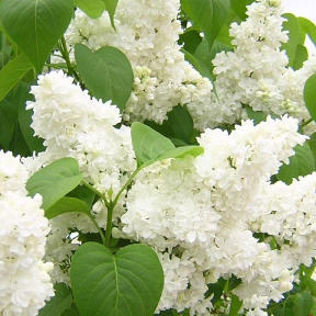 Skiepyta alyva 'Madam Lemon'