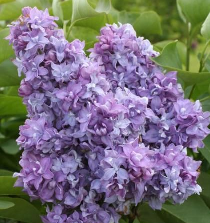 Skiepyta alyva 'Niebo Moskvi'