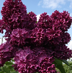 Alyva 'Znamya Lenina'