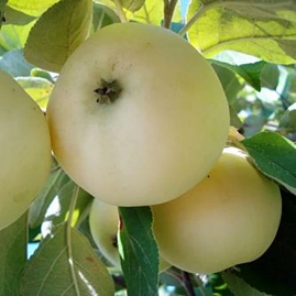 Obelis Alyvinis