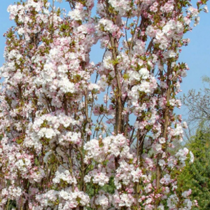Sakura Amanogava
