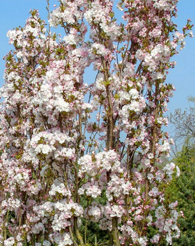 Sakura Amanogava