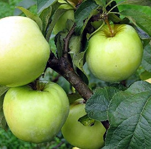 Obelis Antaninė