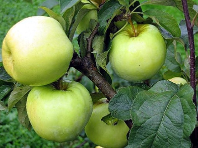 Obelis Antaninė