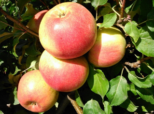 Obelis Auksis