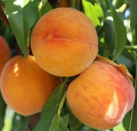 ‘Baby Gold’ persikas