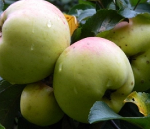 Obelis Bogatyr (IŠPARDUOTA)