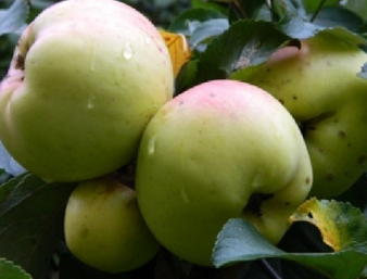 Obelis Bogatyr (IŠPARDUOTA)