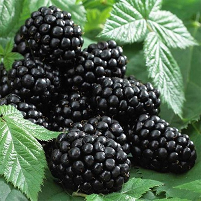 Gervuogė Black Satin