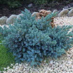 Kadagys Blue Star