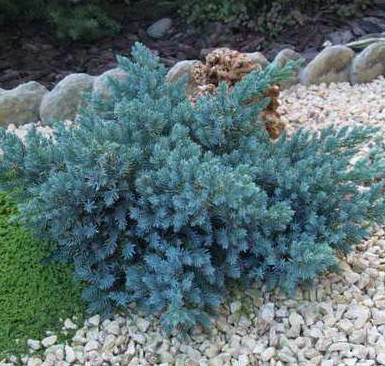 Kadagys Blue Star