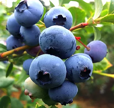 Šilauogė Bluecrop (10-15eur)
