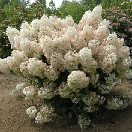 Šluotelinė hortenzija ‘BOBO' (15-30 Eur)