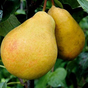 Kriaušė Corolla