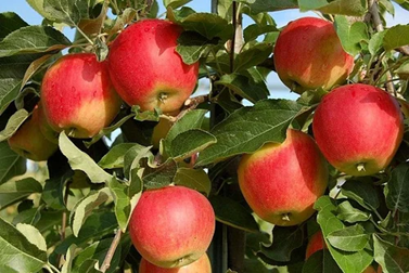 Obelis Delikatesas