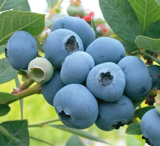 Šilauogė Dukė (10 - 15Eur)