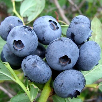 Šilauogė Early blue (10 - 15Eur)