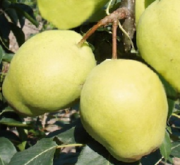 Azijietiška kriaušė 'Early shu'