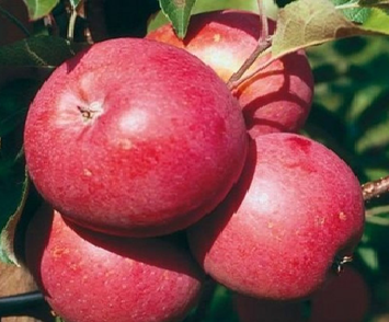 Obelis Elise
