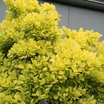 Pūkenis 'GOLDEN SPIRIT'