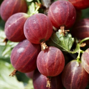 Agrastai Hinnonmaki Rot