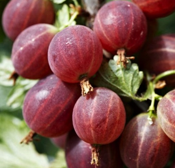 Agrastai Hinnonmaki Rot