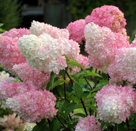 Šluotelinė hortenzija 'VANILLA FRAISE' (15-30 Eur)